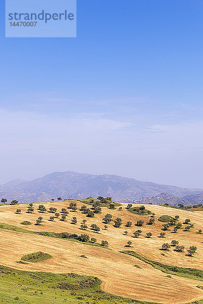 Spanien  Andalusien  Olivenbäume am Hang