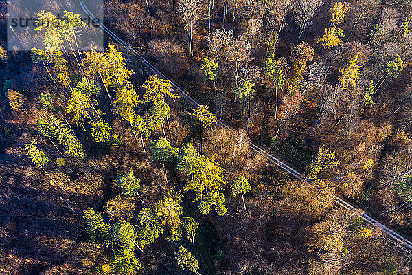 Deutschland  Baden-Württemberg  Schwäbischer Wald  Nassachtal  Luftaufnahme des Waldes im Herbst
