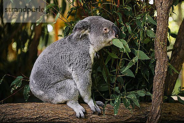 Australien  Brisbane  Lone Pine Koala Sanctuary  Koala fressende Eukalyptusblätter