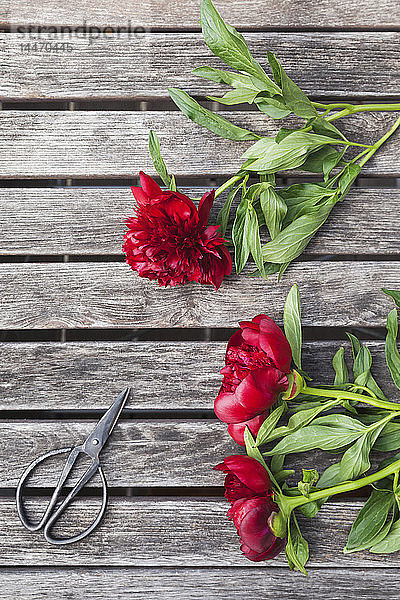 Red Peonies und Schere auf dem Gartentisch