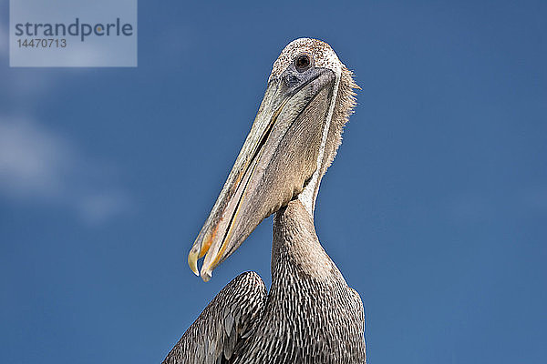 USA  Florida  Islamorada  Florida Keys  Porträt eines Braunen Pelikans gegen den Himmel