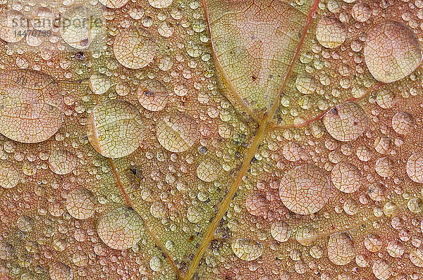 Ahornblatt mit Wassertropfen