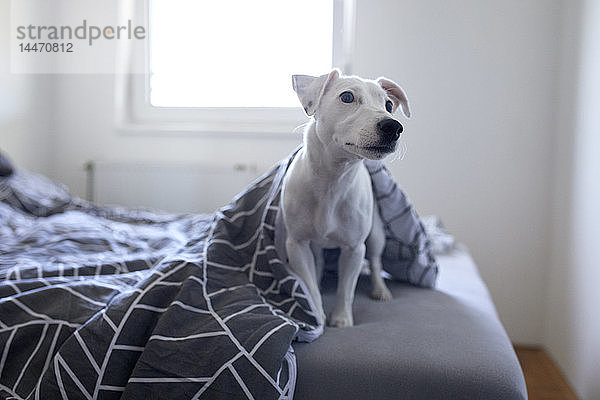 Porträt eines zu Hause auf dem Bett sitzenden Hundes
