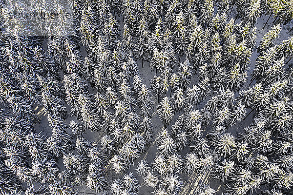 Deutschland  Hessen  Taunus  Luftaufnahme des Nadelwaldes im Winter