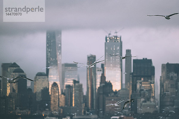 USA  New York  Panorama der Skyline von Manhattan  Vögel fliegen