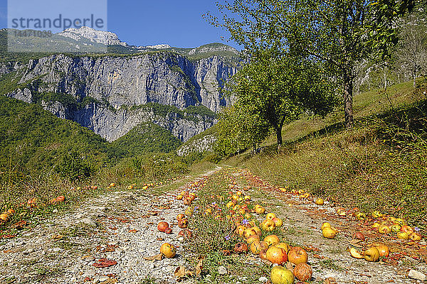 Montenegro  in der Nähe von Kolasin  Mrtvica-Canyon  Windfall  Äpfel auf dem Weg