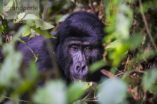 Afrika  Uganda  Berggorilla  Gorilla beringei beringei  im undurchdringlichen Bwindi-Nationalpark
