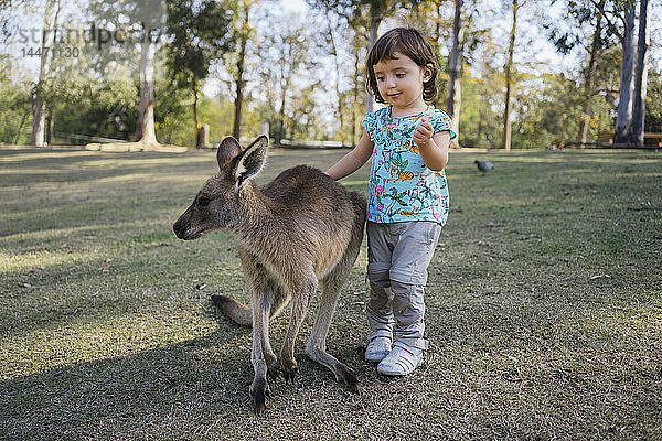 Australien  Brisbane  Porträt eines kleinen Mädchens  das ein zahmes Känguru streichelt