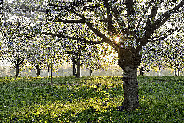 Deutschland  Schwarzwald  blühende Kirschbäume am Vormittag