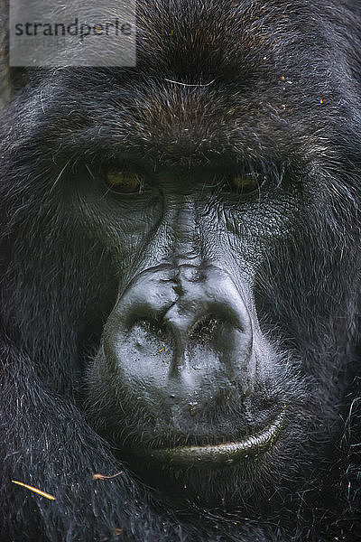 Ruanda  Virunga-Nationalpark  Gesicht eines Berggorillas