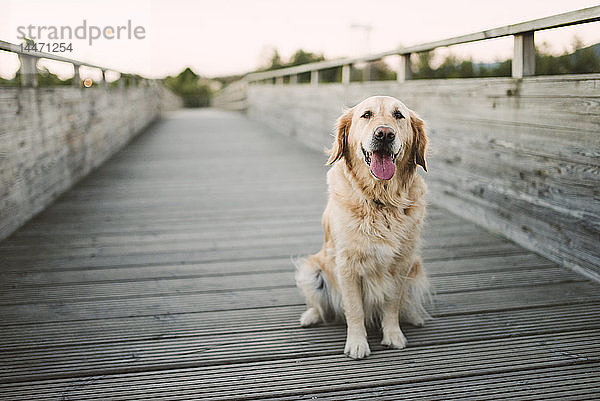 Porträt eines Golden Retriever-Hundes auf einer Holzbrücke sitzend