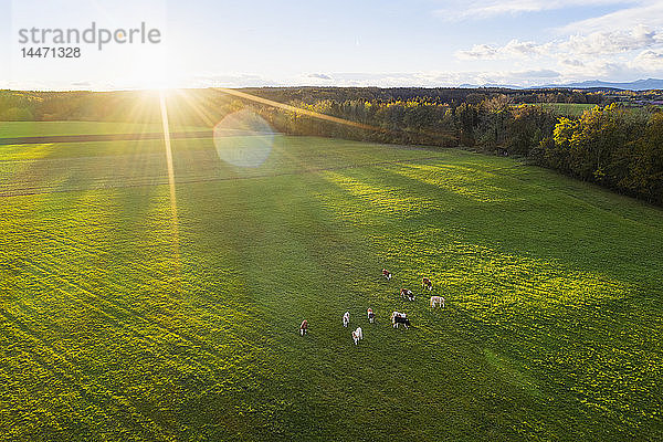 Deutschland  Bayern  Thanning bei Egling  Kühe bei Sonnenaufgang auf der Weide  Drohnenansicht