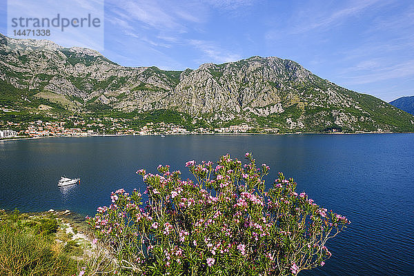 Montenegro  Bucht von Kotor  Risan  blühender Oleander