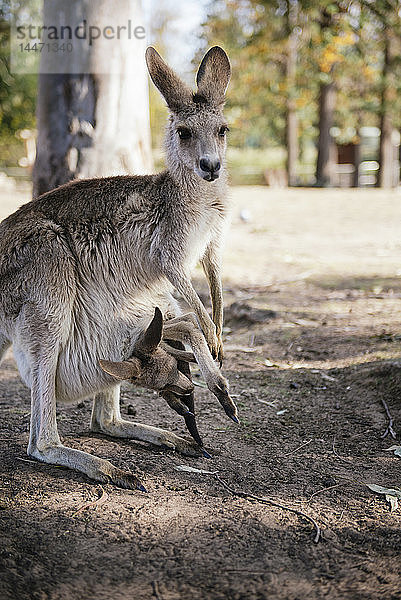 Australien  Brisbane  weibliches Känguru mit Baby im Beutel