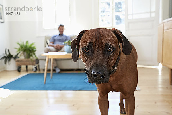 Rhodesian Ridgeback im Wohnzimmer stehend  im Hintergrund ein Mann auf einer Couch sitzend