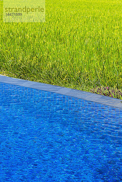 Indonesien  Bali  Ubud  Pool auf den Reisfeldern