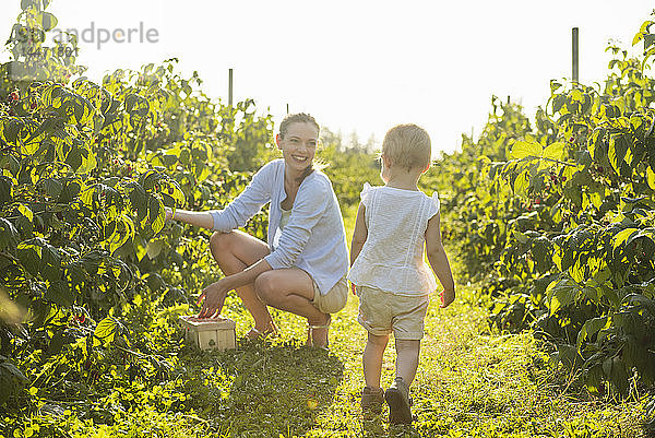 Mutter und kleine Tochter pflücken im Sommer Himbeeren