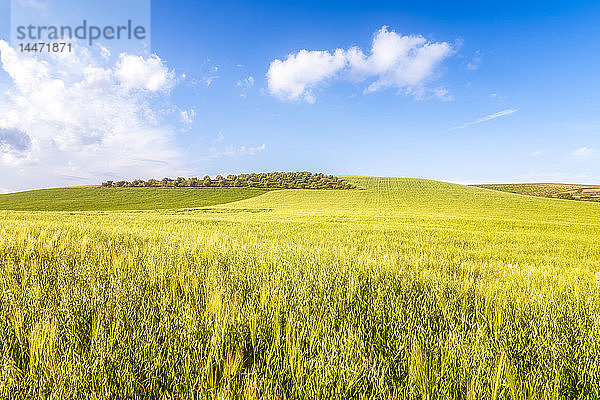 Spanien  Andalusien  Haferfelder in der Nähe von Alhama de Granada