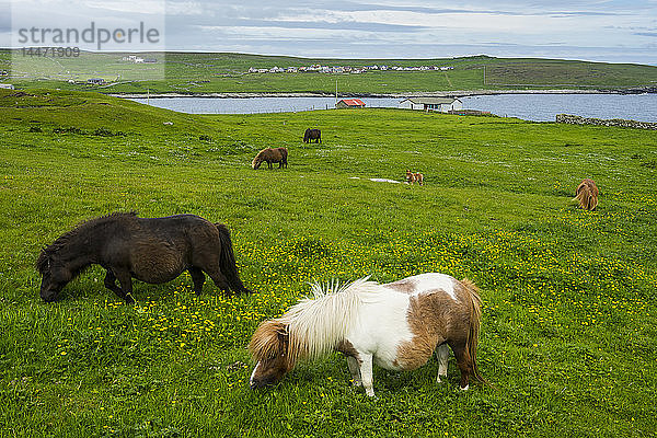 Vereinigtes Königreich  Schottland  Shetland-Inseln  Shetland-Ponys