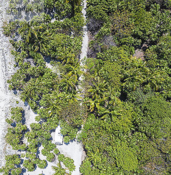 Mexiko  Yucatan  Quintana Roo  Tulum  Drohnenansicht des Strandes mit Palmen