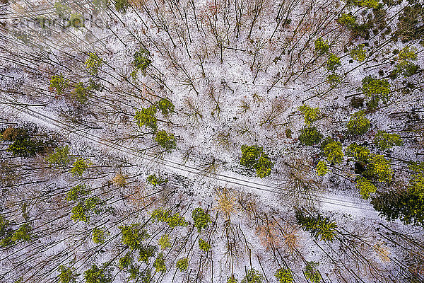 Deutschland  Baden-Württemberg  Rems-Murr-Kreis  Schwäbischer Wald  Luftbild des Waldes im Winter