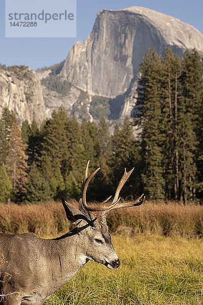 USA  Kalifornien  Yosemite-Nationalpark  Hirsche auf einem Feld mit El Capitan im Hintergrund