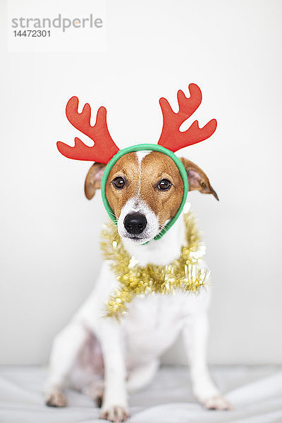Bildnis eines Hundes mit Stirnband aus Rentiergeweih und goldener Girlande
