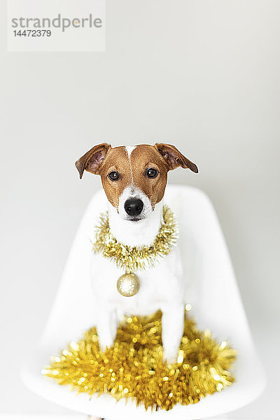Porträt eines Hundes mit Goldgirlande und Weihnachtskugel auf einem Stuhl sitzend