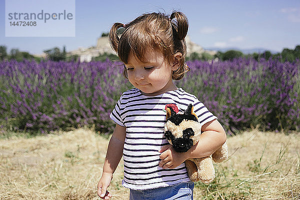 Frankreich  Grignan  Porträt eines kleinen Mädchens mit Plüschtier vor Lavendelfeld