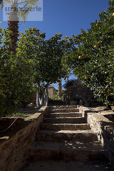 Marokko  Lalla Takerkoust  Orangenbäume im Garten