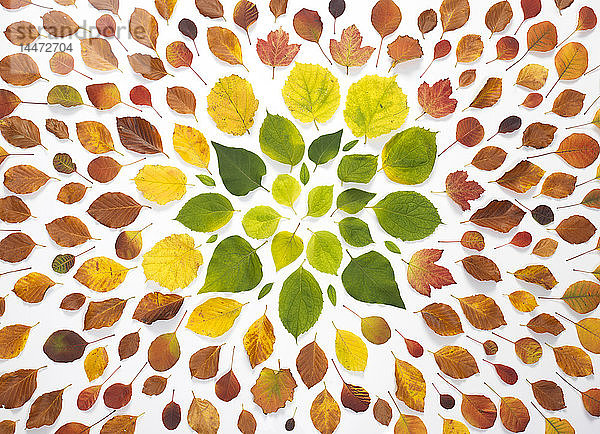 Herbstblätter auf weißem Hintergrund