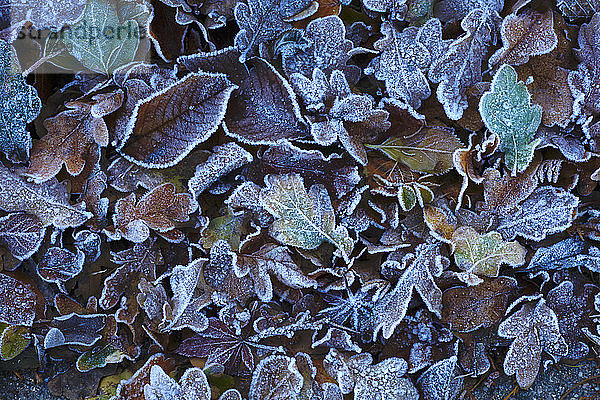 Frostbedecktes Herbstlaub