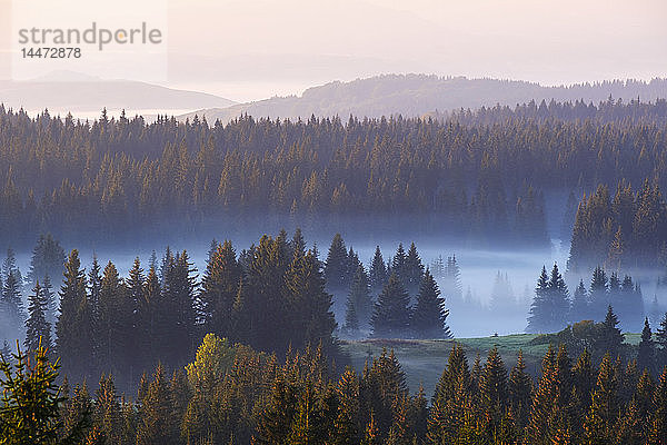 Montenegro  Durmitor-Nationalpark  Wald im Morgennebel  Blick von Curevac