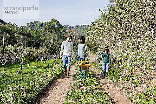 Familie geht auf einem Feldweg  schiebt Schubkarre  voll mit frischem Gemüse