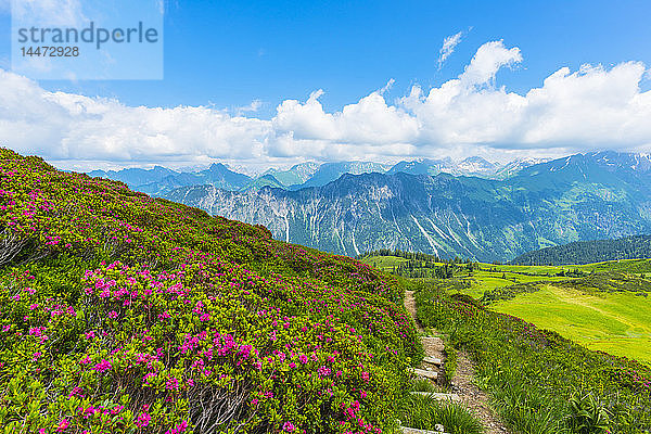 Deutschland  Bayern  Allgäu  Allgäuer Alpen  Blick vom Fellhorn zum Hoefats  blühende Alpenrosen