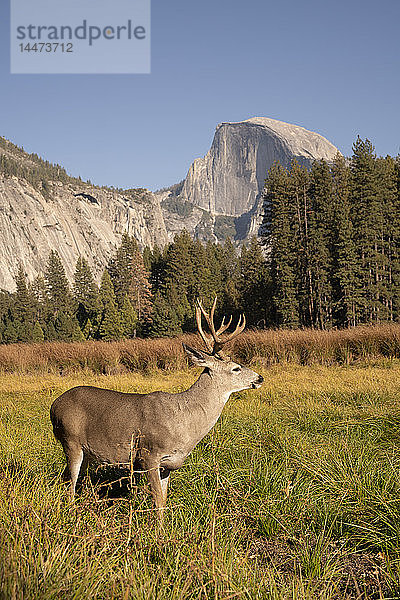 USA  Kalifornien  Yosemite-Nationalpark  Hirsche auf einem Feld mit El Capitan im Hintergrund