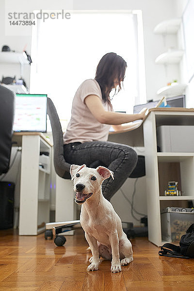 Porträt eines weißen Hundes  der im Büro wartet  während sein Besitzer am Schreibtisch arbeitet