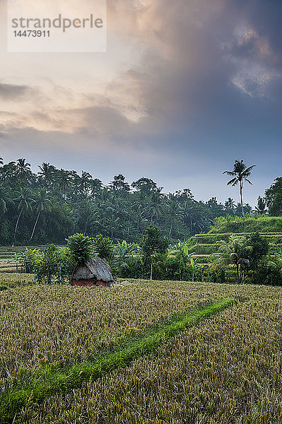 Reisterrassen in Indonesien  Bali  Tegallalang