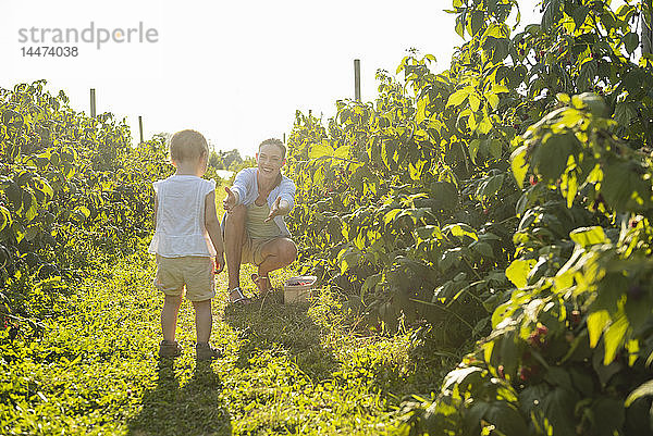 Mutter und kleine Tochter pflücken im Sommer Beeren