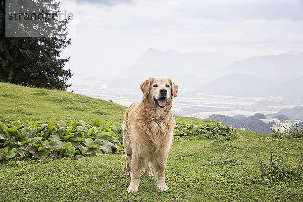 Österreich  Tirol  Kaisergebirge  Golden Retriever auf Almwiese stehend