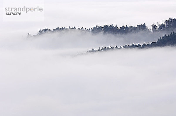 Deutschland  Baden-Württemberg  Waldbäume  die aus dem Nebel im Tal ragen  Schwarzwald