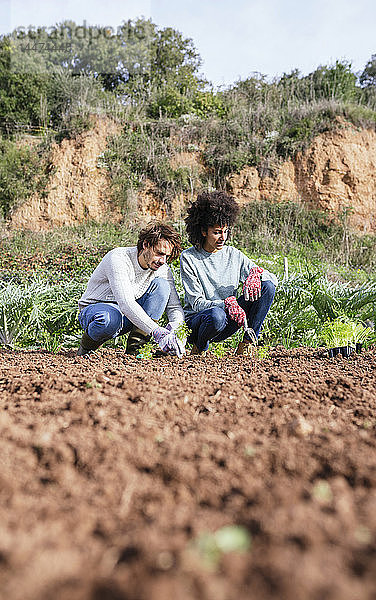 Ehepaar pflanzt Salatsetzlinge im Gemüsegarten