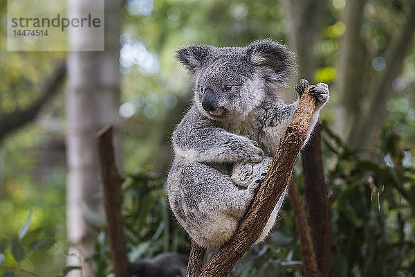 Australien  Brisbane  Lone Pine Koala Sanctuary  Porträt eines Koalas  der auf einem Baumstamm sitzt