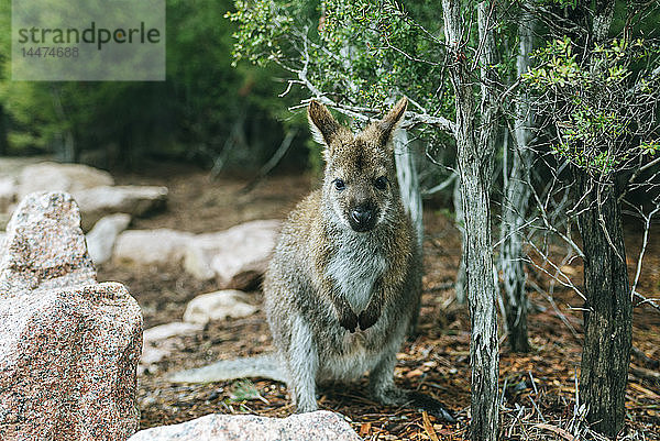 Australien  Tasmanien  Wallaby im Freycinet-Nationalpark