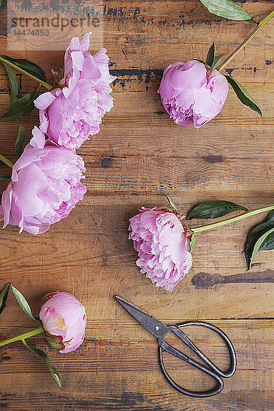 Rosa Pfingstrosen und Scheren auf Holz