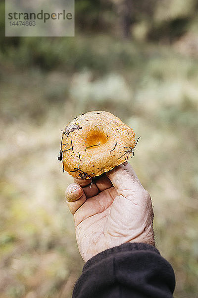 Nahaufnahme eines älteren Mannes mit gefundenem Pilz