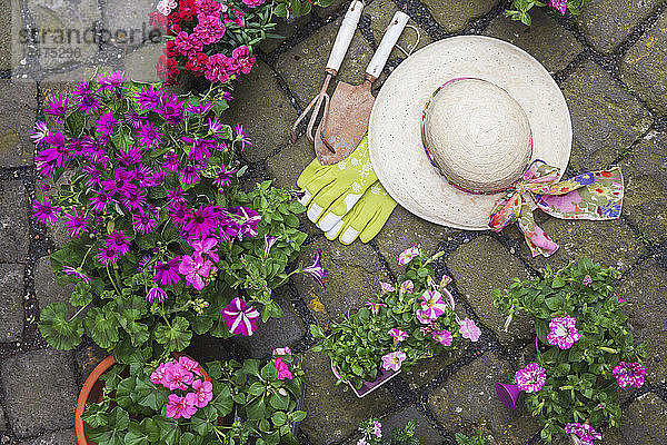 Verschiedene eingetopfte Frühlings- und Sommerblumen  Strohhut  Gartengeräte und Handschuhe auf dem Kopfsteinpflaster