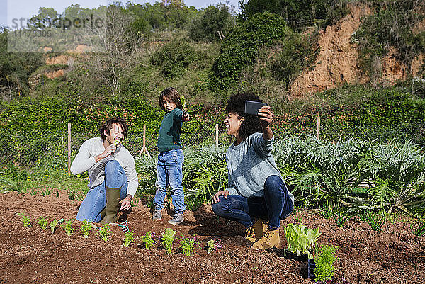 Familie  die sich beim Pflanzen von Salatsetzlingen in einem Gemüsegarten bedient
