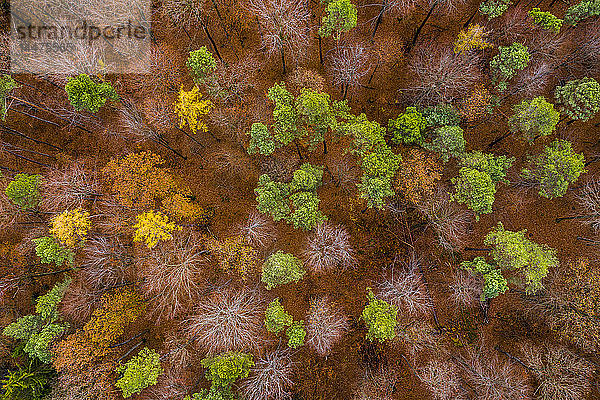 Deutschland  Baden-Württemberg  Schwäbisch-Fränkischer Wald  Luftaufnahme des Waldes im Herbst von oben