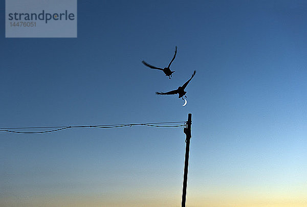 Silhouette von zwei fliegenden Vögeln vor blauem Himmel mit Halbmond